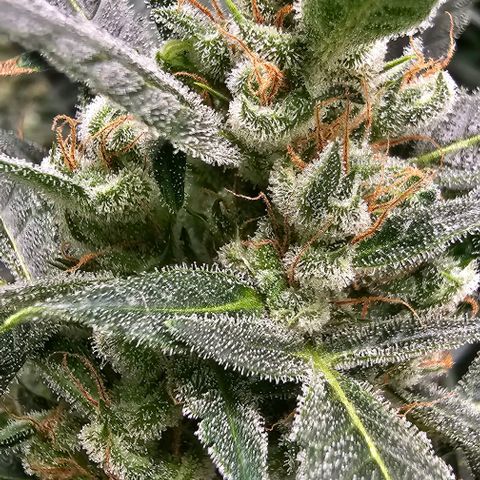 Aurora  growlog timeline photo