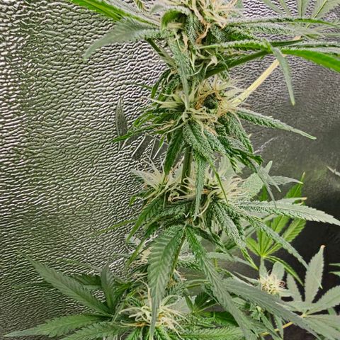 Felipe growlog timeline photo