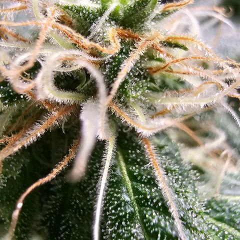 Felipe growlog timeline photo