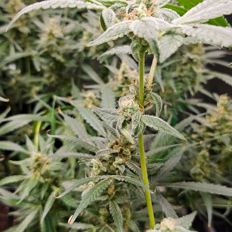 Sandy growlog timeline photo