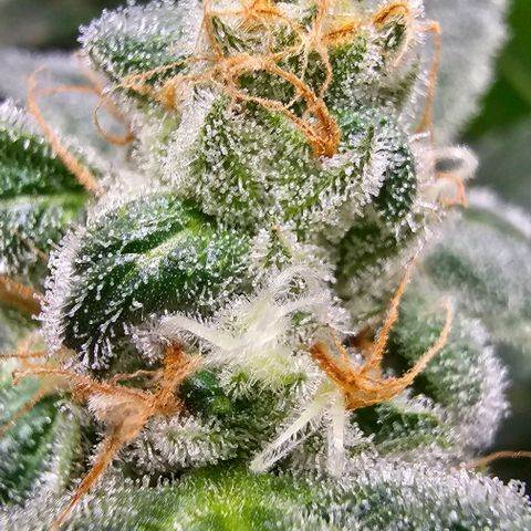 Sandy growlog timeline photo