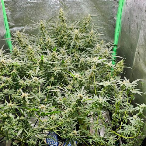 Sandy growlog timeline photo