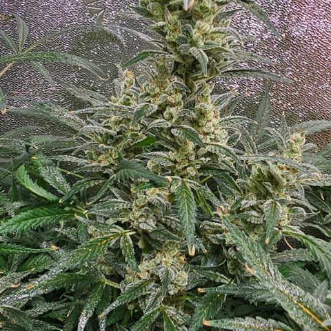 Aurora  growlog timeline photo