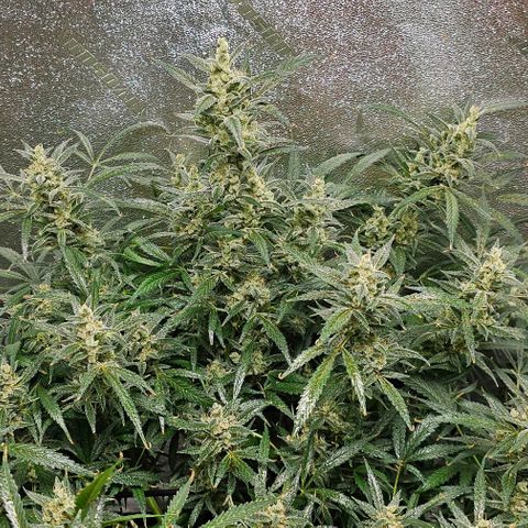 Aurora  growlog timeline photo