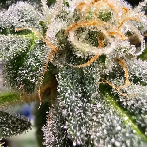 Felipe growlog timeline photo