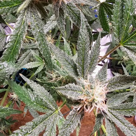 Felipe growlog timeline photo