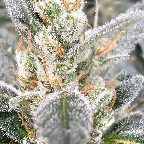 Sandy growlog timeline photo