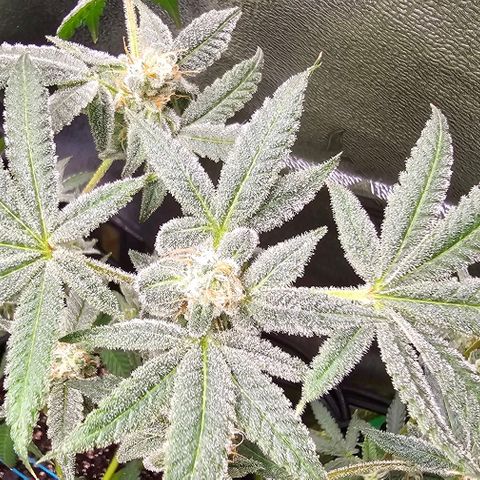 Sandy growlog timeline photo
