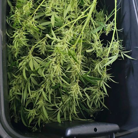 Aurora  growlog timeline photo