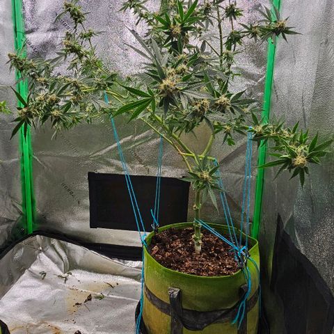 Felipe growlog timeline photo