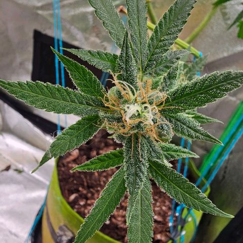 Felipe growlog timeline photo