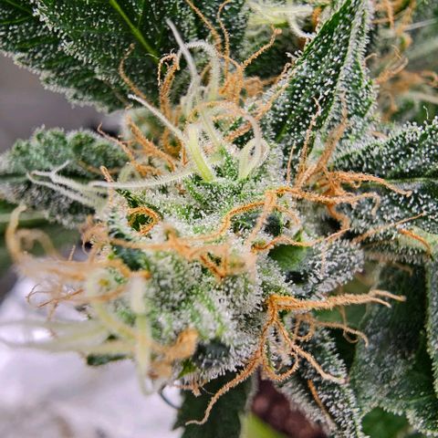 Felipe growlog timeline photo