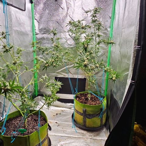 Sandy growlog timeline photo