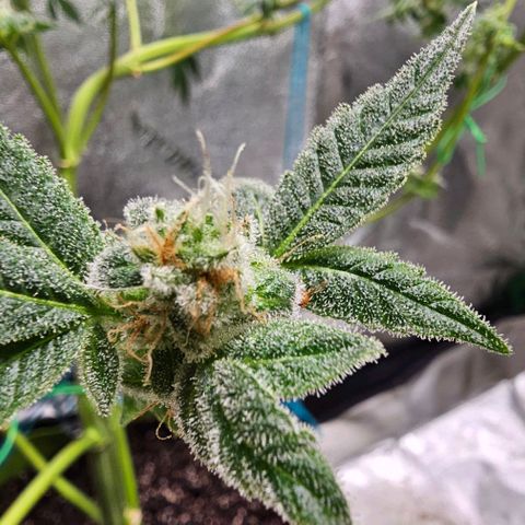 Sandy growlog timeline photo