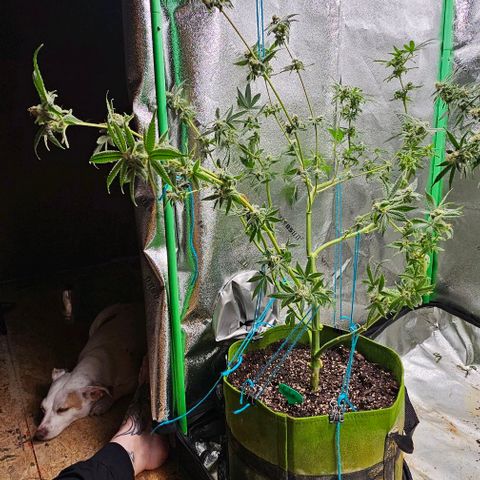 Sandy growlog timeline photo