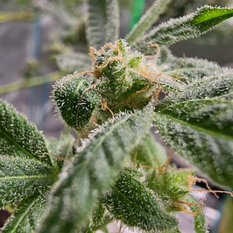 Sandy growlog timeline photo