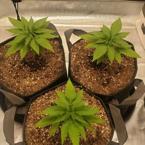 Indico Pie growlog timeline photo