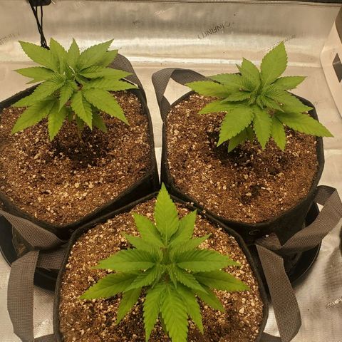Indico Pie growlog timeline photo
