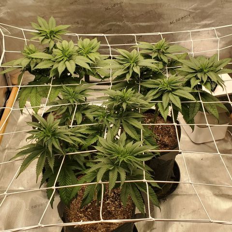 Indico Pie growlog timeline photo
