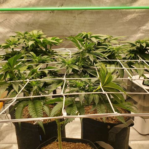 Indico Pie growlog timeline photo