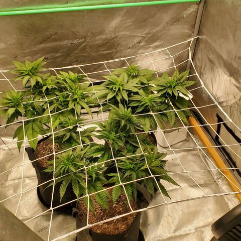 Indico Pie growlog timeline photo