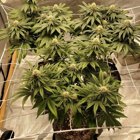 Indico Pie growlog timeline photo