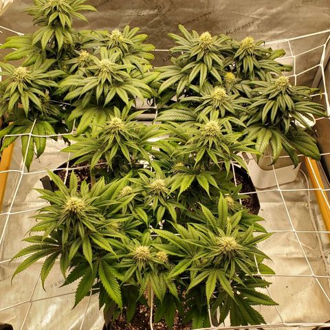 Indico Pie growlog timeline photo