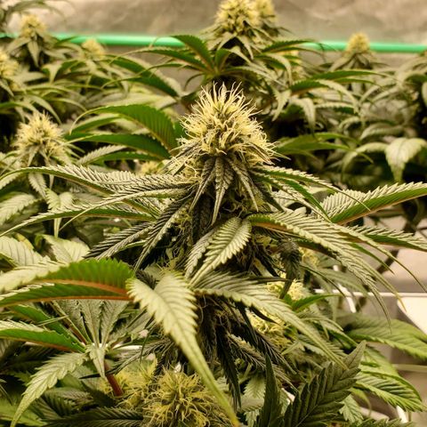 Indico Pie growlog timeline photo