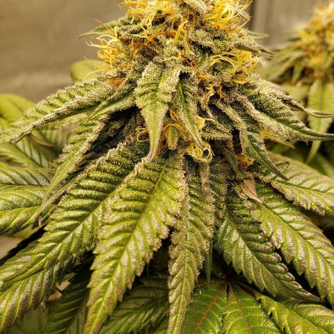 Indico Pie growlog timeline photo