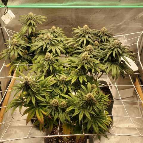 Indico Pie growlog timeline photo