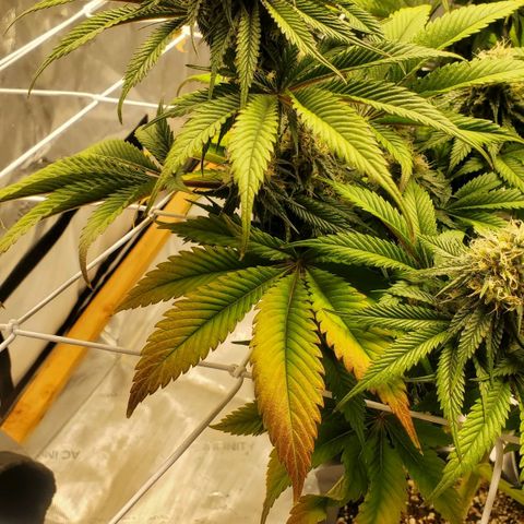 Indico Pie growlog timeline photo