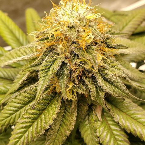 Indico Pie growlog timeline photo