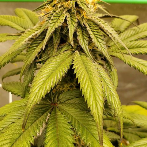 Indico Pie growlog timeline photo