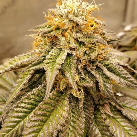 Indico Pie growlog timeline photo
