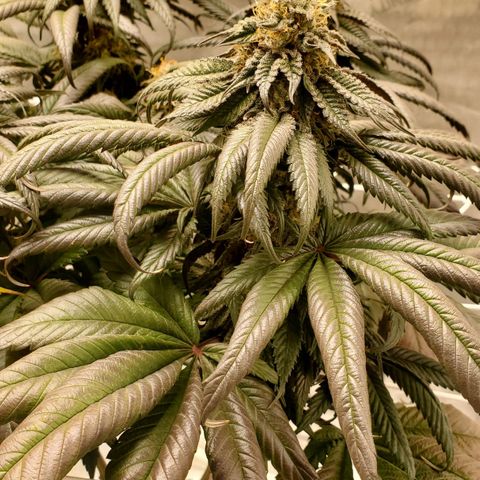 Indico Pie growlog timeline photo