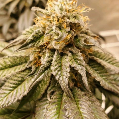 Indico Pie growlog timeline photo