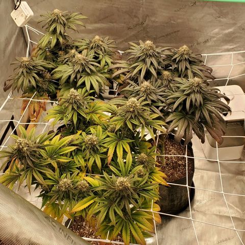 Indico Pie growlog timeline photo