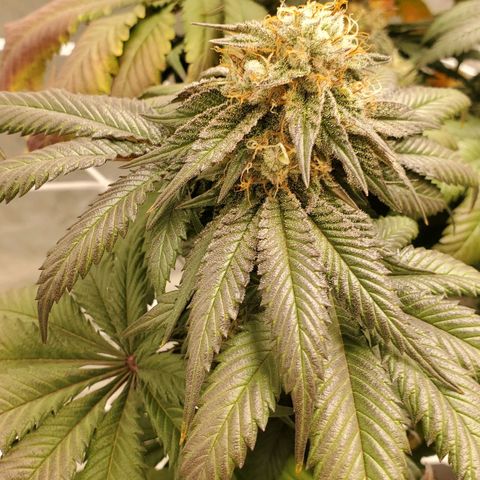 Indico Pie growlog timeline photo