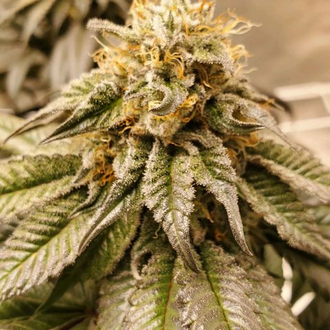 Indico Pie growlog timeline photo