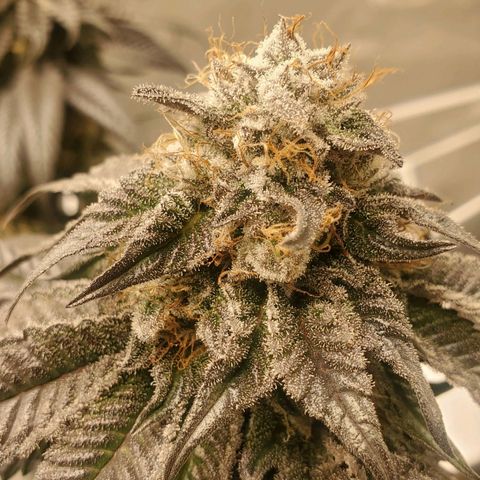 Indico Pie growlog timeline photo