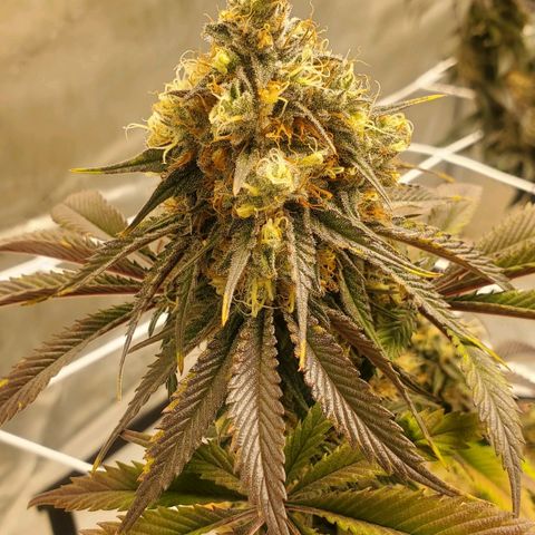Indico Pie growlog timeline photo