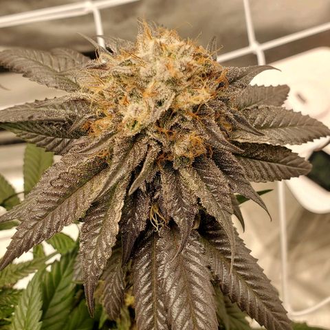 Indico Pie growlog timeline photo
