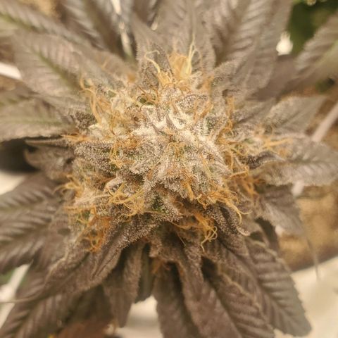 Indico Pie growlog timeline photo