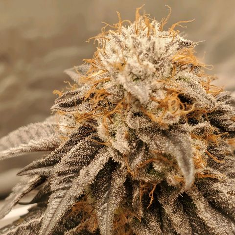 Indico Pie growlog timeline photo