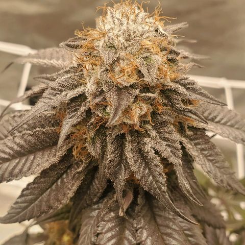 Indico Pie growlog timeline photo