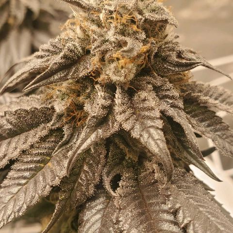 Indico Pie growlog timeline photo