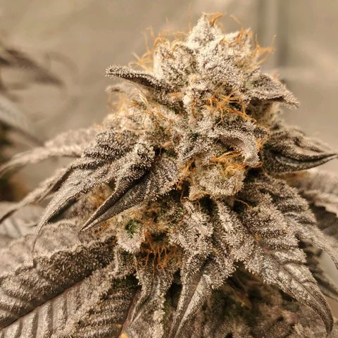Indico Pie growlog timeline photo