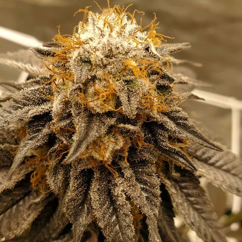Indico Pie growlog timeline photo