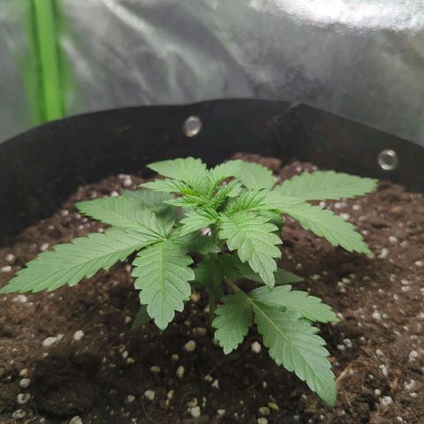 Skunky  growlog timeline photo