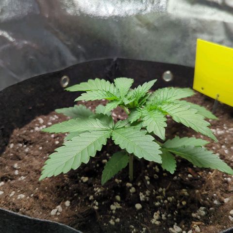 Skunky  growlog timeline photo